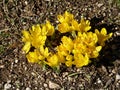 Yellow crocuses blooming in the ground Royalty Free Stock Photo