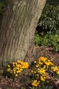 Yellow crocuses blooming under tree trunk Royalty Free Stock Photo