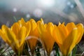 Yellow crocuses