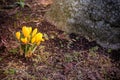 Yellow Crocuses burst open into sunshine