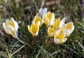 Yellow crocuses or Crocus chrysanthus blooming in early spring in Riga city park. Royalty Free Stock Photo