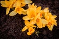 Yellow crocuses in the early spring. Royalty Free Stock Photo