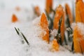 Yellow crocuses crocus emerge from the snow in the spring Royalty Free Stock Photo