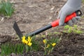 Yellow crocuses and with gardening fork