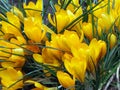 Yellow crocuses with green elongated leaves fill the background tightly. Spring natural background with crocuses Royalty Free Stock Photo