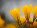 yellow crocuses growing in the forest in spring