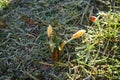 Yellow crocuses on the lawn in February. Crocus is a genus of seasonal flowering plants in the iris family. Berlin, Germany Royalty Free Stock Photo