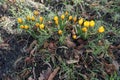 Yellow crocuses on the lawn in February. Crocus is a genus of seasonal flowering plants in the iris family. Berlin, Germany Royalty Free Stock Photo