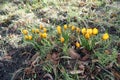 Yellow crocuses on the lawn in February. Crocus is a genus of seasonal flowering plants in the iris family. Berlin, Germany Royalty Free Stock Photo