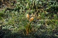 Yellow crocuses on the lawn in February. Crocus is a genus of seasonal flowering plants in the iris family. Berlin, Germany Royalty Free Stock Photo