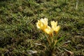 Yellow crocuses on the lawn in February. Crocus is a genus of seasonal flowering plants in the iris family. Berlin, Germany Royalty Free Stock Photo