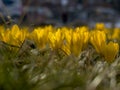 yellow crocuses in nature herald the spring and the happiness of people