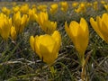 yellow crocuses in nature herald the spring and the happiness of people