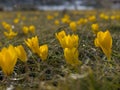 yellow crocuses in nature herald the spring and the happiness of people