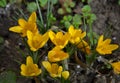 Yellow crocuses - one of the first flowers Royalty Free Stock Photo