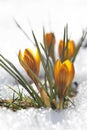 Yellow crocuses, spring awakening Royalty Free Stock Photo