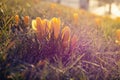 Yellow crocuses in a spring