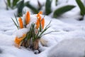 Yellow crocuses under snow at early spring Royalty Free Stock Photo