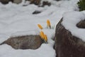 Yellow crocuses under the snow.