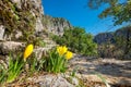 Yellow crocuses. Zagoria, Epirus, Greece