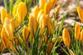 Yellow Crokus Royalty Free Stock Photo