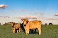 Yellow crossbred heifers in pature