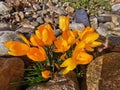 yellow crosus flowers Royalty Free Stock Photo