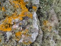Yellow crotal lichen xanthoria parietina and beard moss lichen usnea growing on rock in southern Shetland, UK Royalty Free Stock Photo