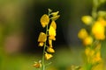 Yellow Crotalaria juncea flower with blurred Sunn hemp or Crotalaria juncea on background Royalty Free Stock Photo