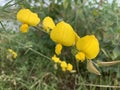 Yellow Crotalaria juncea sunn hemp flower Royalty Free Stock Photo