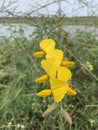 Yellow Crotalaria juncea sunn hemp flower Royalty Free Stock Photo