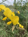 Yellow Crotalaria juncea sunn hemp flower Royalty Free Stock Photo