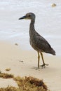 Yellow-crowed Night Heron, Nyctanassa violacea cayennensis Royalty Free Stock Photo