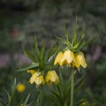 Yellow crown imperial flowers (Fritillaria imperialis) Royalty Free Stock Photo