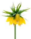 Yellow crown Imperial Royalty Free Stock Photo