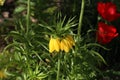 Yellow Crown Imperial or Kaisers Crown Royalty Free Stock Photo