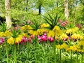 Yellow crown imperial lily flowers in front of a bed of tulips