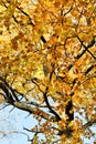 Yellow crown of maple tree in autumn Royalty Free Stock Photo