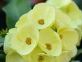 Yellow crown of thorns flowers