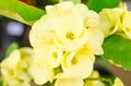Yellow Crown of thorns flowers Euphorbia milli Desmou Royalty Free Stock Photo
