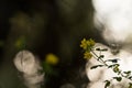 yellow crown vetch flowers closeup Royalty Free Stock Photo