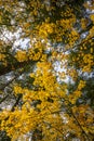 Yellow crown of young maples against the background of a gray autumn sky Royalty Free Stock Photo