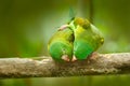 Yellow-crowned Amazon, Amazona ochrocephala auropalliata, pair of green parrot, sitting on the branch, courtship love ceremony, Co