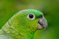 Yellow-crowned Amazon, Amazona ochrocephala auropalliata, portrait of light green parrot, Mexico Royalty Free Stock Photo