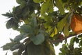 A yellow crowned amazon green parrot camouflaged into a tree branches and leaves Royalty Free Stock Photo