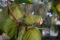 A yellow crowned amazon green parrot over a branch tree with rice in its beak