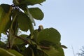 Yellow crowned amazon green parrot into a tree with blue sky