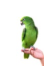 YELLOW-CROWNED AMAZON on hand parrot isolated on white background Royalty Free Stock Photo