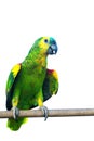 YELLOW-CROWNED AMAZON on hand parrot isolated on white background Royalty Free Stock Photo