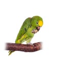 Yellow-crowned amazon isolated on white Royalty Free Stock Photo